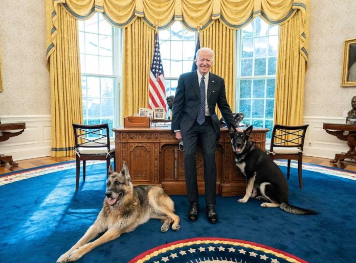Joe With his dogs