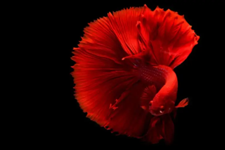 Aquarium