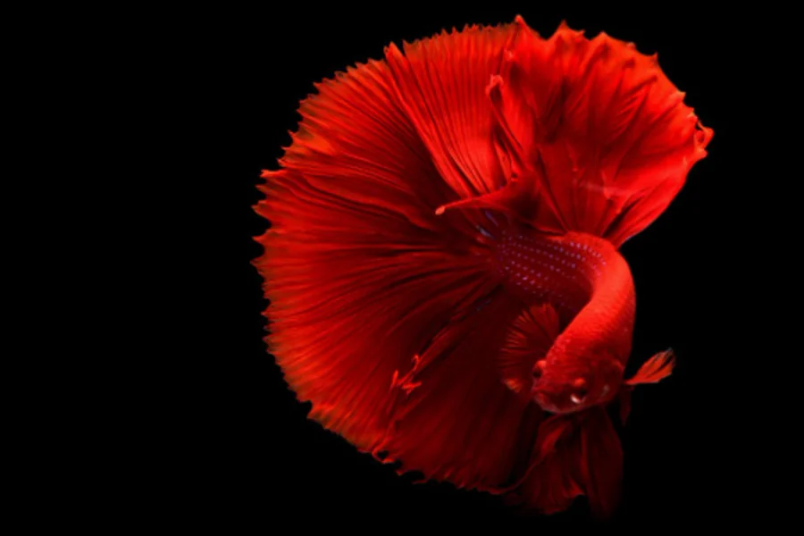 Understanding Betta Fish and Their Aquarium Needs