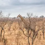 How wildlife became a favorite theme across travel, movies,