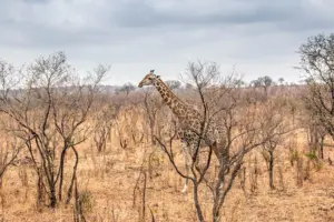 How wildlife became a favorite theme across travel, movies,