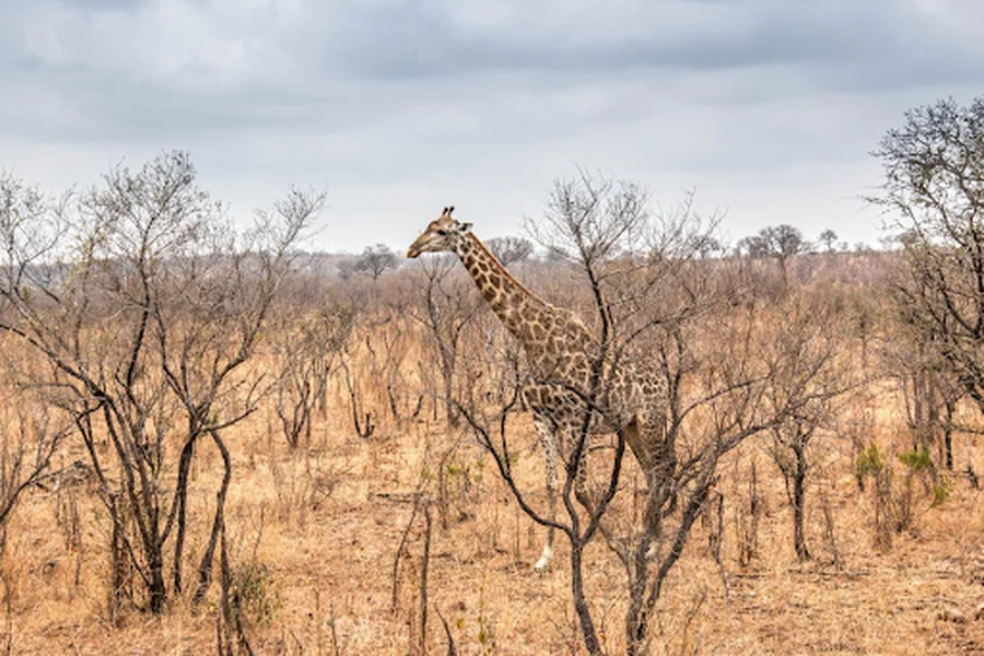 How wildlife became a favorite theme across travel, movies,